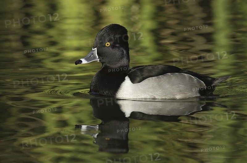 Ring-necked Duck (Aythya collaris) male, Arizona, USA