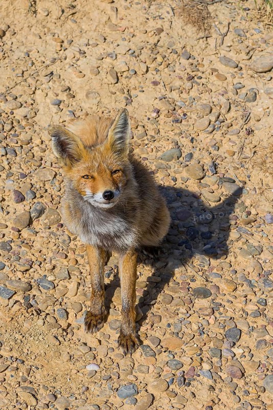 Red fox (Vulpes vulpes) in the Bardenas Reales nature park Park, Navarre, Spain