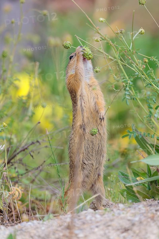 A fully grown European ground squirrel (Spermophilus citellus) eats seats, leaves and flowers in a green meadow with tall vegetation on a sunny day. Austria