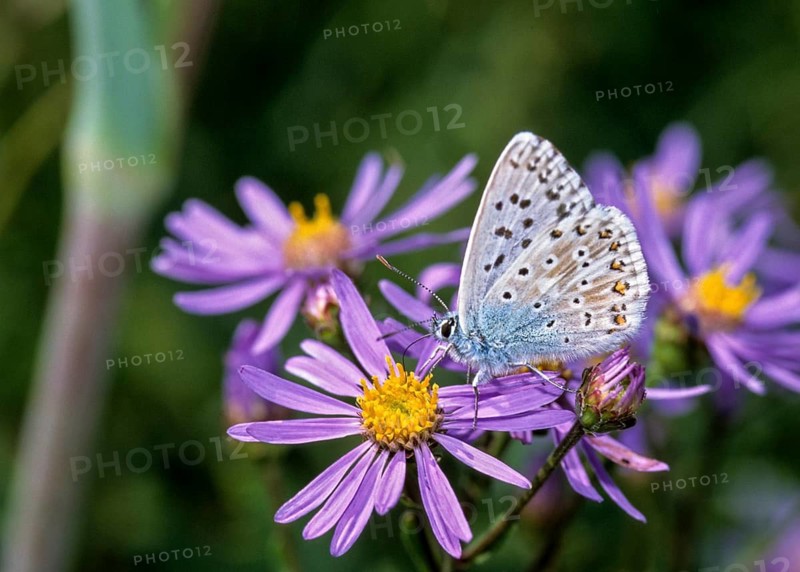 Lysandra coridon, polyommatus coridon, silverblue, silvergreen blue, butterfly, chalkhill blue, insects, males, butterflies, butterflies