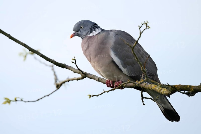 Wood Pigeon (Columba palumbus), North Rhine-Westphalia, Germany