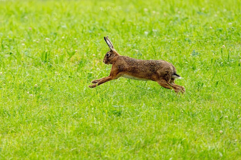 European hare (Lepus europaeus), Vulkaneifel, Rhineland-Palatinate, Germany