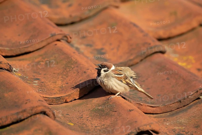 Tree sparrow (Passer montanus) adult bird on a building roof, England, United Kingdom