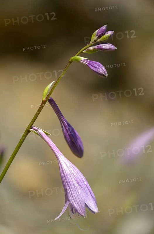 Erythronium dens-canis, European dog tooth, dog Fawn Lily, dog tooth violet, dogtooth violet, flora, high size, portrait format, plants