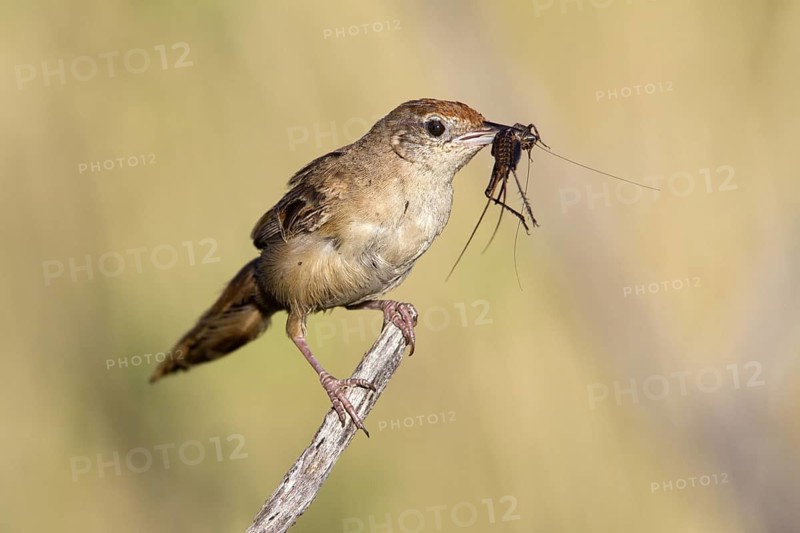Spinifexbird (Megalurus carteri) with insect prey, Western Australia, Australia