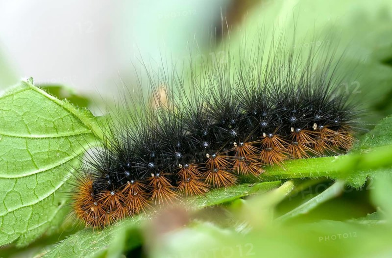 Arctia caja, arctiida, brown bear, bear moth, garden tiger, great tiger moth, butterfly, inchworm, insects, moths, moths, moths, caterpillar, butterfly