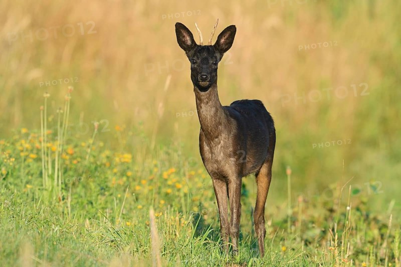 European roe deer (Capreolus capreolus), black roebuck, Lower Saxony, Germany