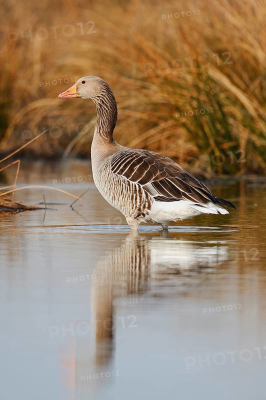Greylag goose (Anser anser) standing on the bank, North Rhine-Westphalia, Germany
