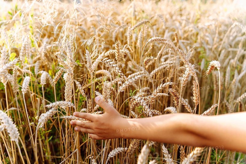 A child hand runs over ears of wheat in the field. A boy touches cereals growing in an agricultural field. A hand reaches into a golden wheat field, gently touching ripe heads of grain. The tall stalks sway in warm light, creating a soft harvest atmosphere. Dense clusters of wheat fill the frame, highlighting texture, color and the connection between human presence and the natural landscape