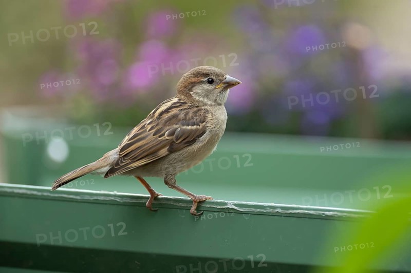 House sparrow (Passer domesticus) adult garden bird on a plant raised bed, England, United Kingdom