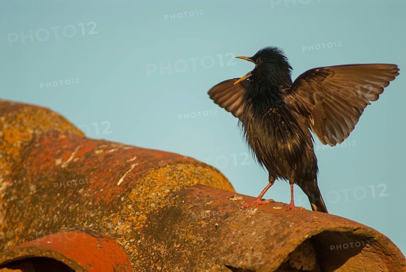 Monochrome starling, spotless starling, sturnus unicolor, birds, extremadura, passeri, songbirds, Spain, birds