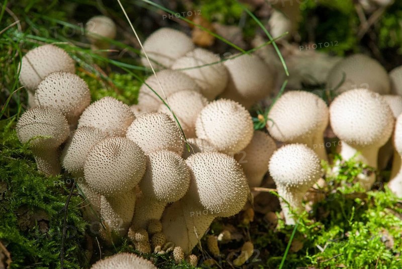 Bottle bovist, bottle dust, lycoperdone perlatum, dust, common puffball, devil's snuff box, fungi, fungus, gem-studded puffball, mushrooms, warted puffball