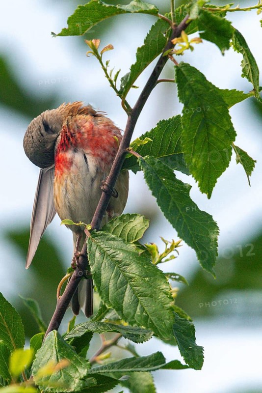 Acanthis cannabina, bloodtail, linaria cannabina, linnet, birds, plumage care, high size, portrait, hanfling, male, passeri, songbirds, birds