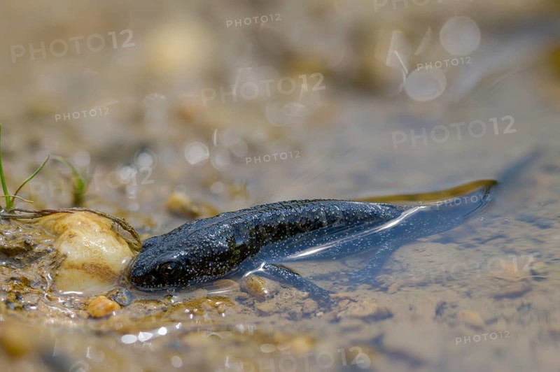 Great crested newt, crested newt, northern crested newt, Triturus cristatus, amphibians, amphibians, young animal, juvenile, shore departure, amphibian, northern crested newt, warty newt