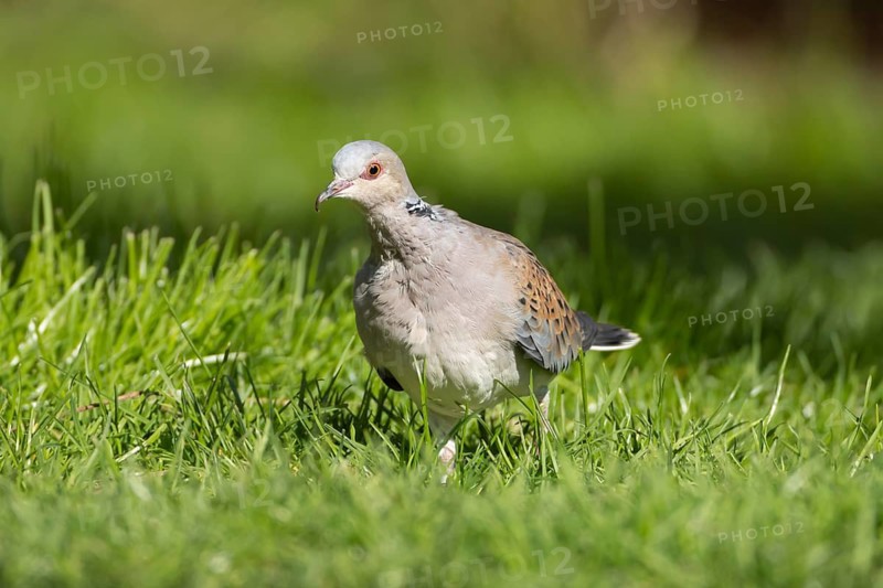 European turtle dove (Streptopelia turtur) adult bird in grassland, England, United Kingdom
