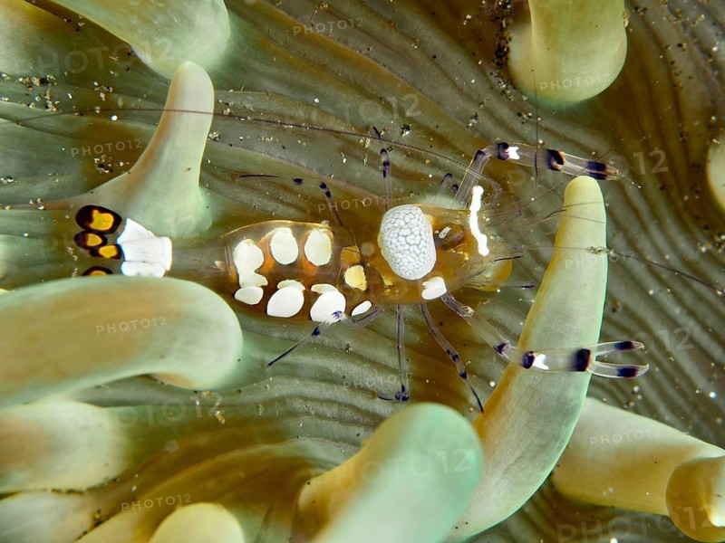 Peacock-eyed anemone shrimp (Ancylocaris brevicarpalis) perched on a sea anemone, Secret Bay dive site, Gilimanuk, Bali, Indonesia