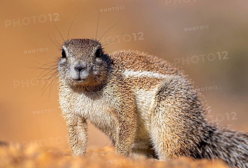Cape ground squirrel (Xerus inauris), Pontok-Berge, Spitzkoppe, Große Spitzkuppe Nature Reserve, Namibia