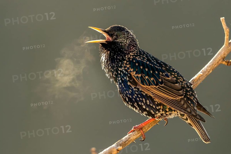 Star, Starling, Sturnus Vulgaris, Birds, Spring, Song, Passeri, Singing, Songbirds, Jump, Birds, Y12