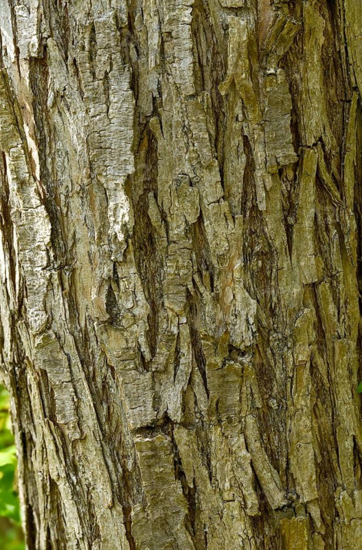 Common white willow, common silver willow, head willow, salix alba, white willow, flora, high size, portrait format, plants, bark