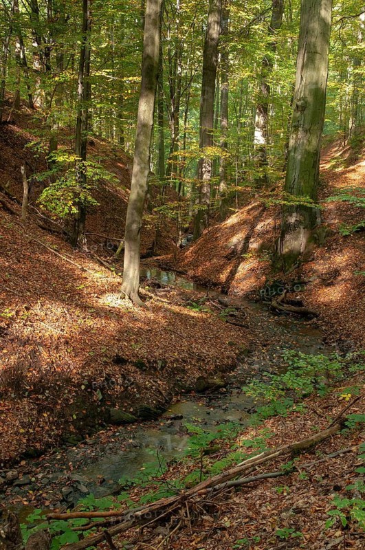 Buchenberg, Germany, Greiz, Thuringia, stream, brook, rivers, high size, portrait, landscape, landscape, Vogtland