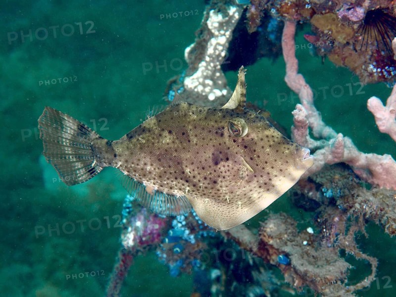 A brown fish with a camouflage pattern, the algae filefish (Pseudomonacanthus macrurus), swimming near corals underwater at the Secret Bay dive site, Gilimanuk, Bali, Indonesia