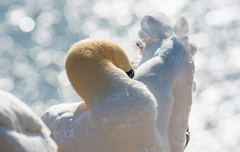 A northern gannet (Morus bassanus) (synonym: Sula bassana) is preening its plumage in the sunlight, looking relaxed, with its eyes closed, close-up, detailed shot, portrait, the sea in the background, the white plumage shown in detail, feather, feathers, water, North Sea, sparkling reflections glisten in the background, lights, light reflection, sunny day, sunlight, bokeh, the offshore island of Heligoland, North Sea, Pinneberg district, Schleswig-Holstein, Germany