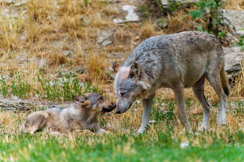 Timberwolf, wolf, American wolf (Canis lupus lycaon), Germany. An adult wolf sniffs a young pup in a natural environment