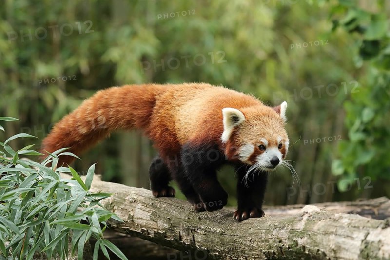 Red panda on a tree trunk, surrounded by dense green foliage, red panda or cat bear (Ailurus fulgens), Heidelberg Zoo, Baden-Württemberg, Germany