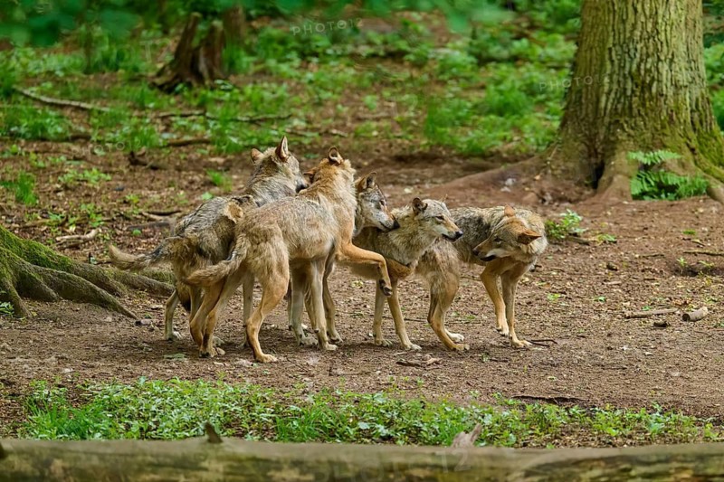 A pack of wolves displays dynamic and interactive behaviour in the forest, summer, wolf (Canis lupus), Germany