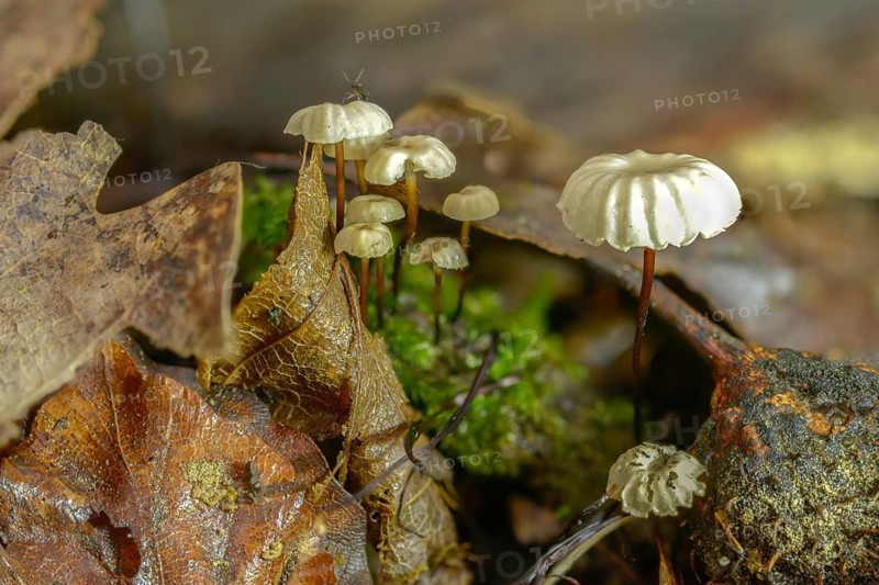 Collared Swindle, Marasmius Rotula, Collared Parachute, Fungus, Horse Hair Fungus, Little Wheel, Mushrooms, Pinwheel Marasmius, Pinwheel Mushroom