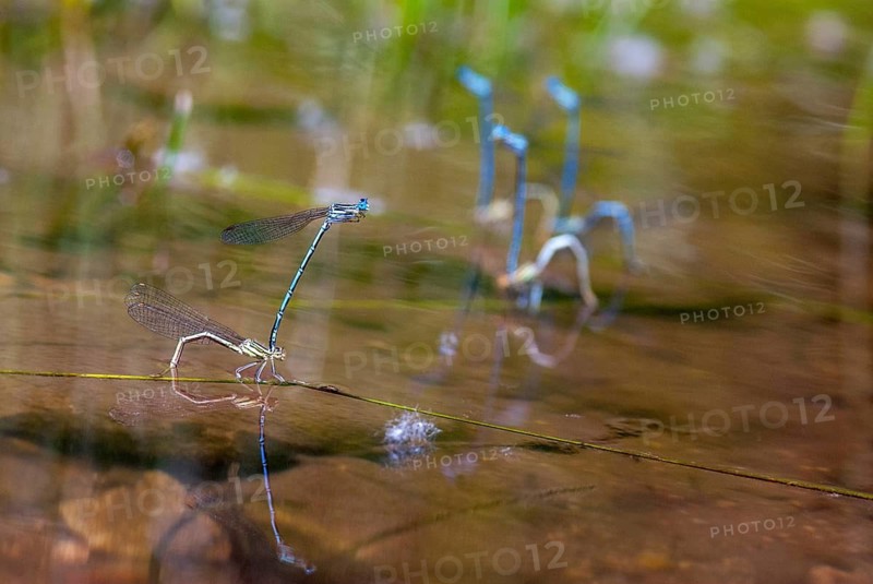 Azure damselfly, blue feather dragonfly, platycnemis pennipes, white-legged damselfly, Bulgaria, damselflies, dragonflies, egg deposition, egg laying, female, insects, leo, dragonflies, male, odonata, female, zygoptera