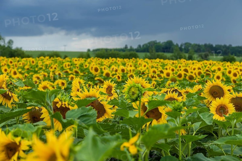 Sonnenblumenfeld bei Bannewitz, Bannewitz, Saxony, Germany
