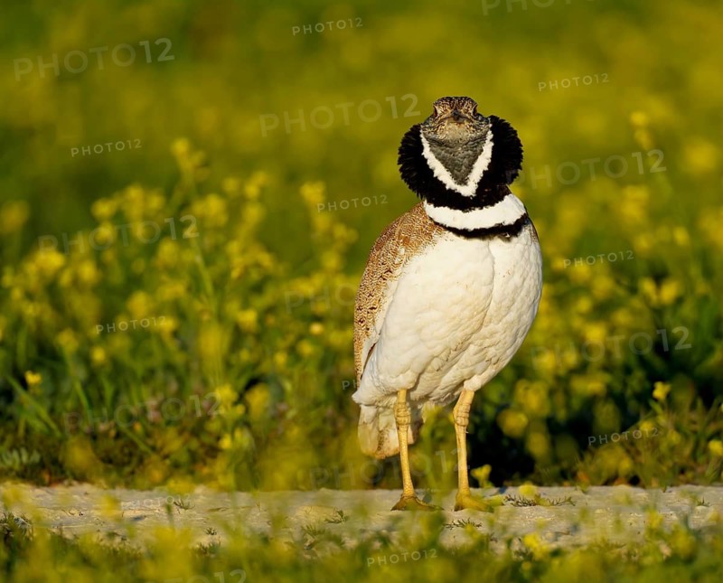 Little Bustard (Tetrax tetrax), at a courtship site amongst a stand of Sharp-seeded Diplotaxis (Diplotaxis virgata), Aragon, Spain