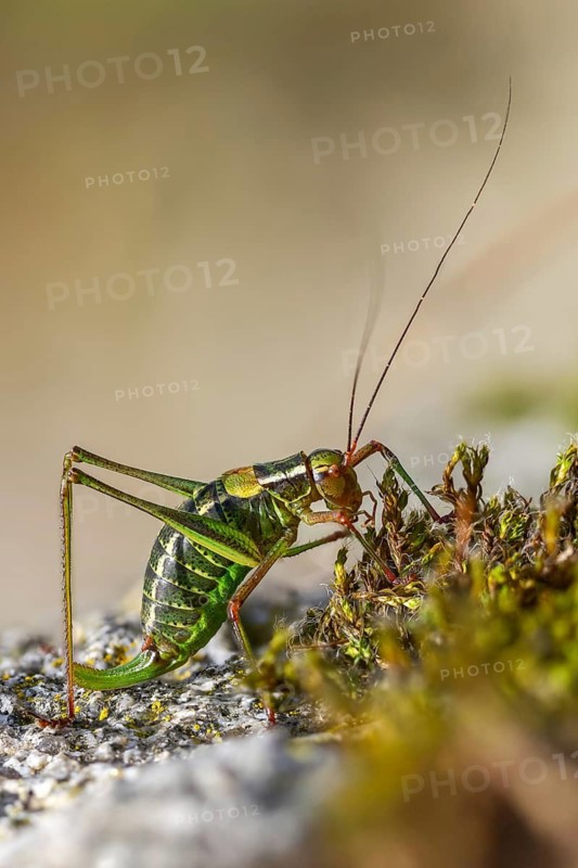 Barbitistes constrictus, eastern saw-tailed bush cricket, softwood sabre, grasshopper, grasshopper, grasshopper, high size, portrait format