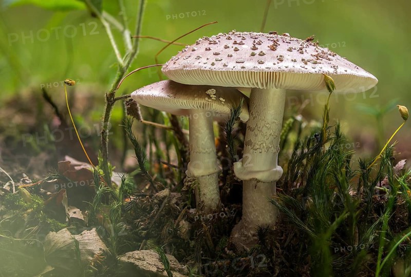 Amanita excelsa, amanita spissa, sunken bead, squat bead, gray fly sponge, gray pearl mushroom, gray bead, grey-spotted amanita, tall bead, peeler, silver mushroom, fungi, fungus, mushrooms