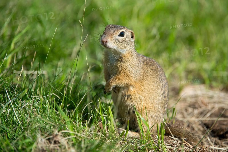 Citellus citellus, Czech Republic, European ground squirrel, common ground squirrel, rodents, rodentia, Czech Republic, mammals, rodents, mammals, ground squirrels