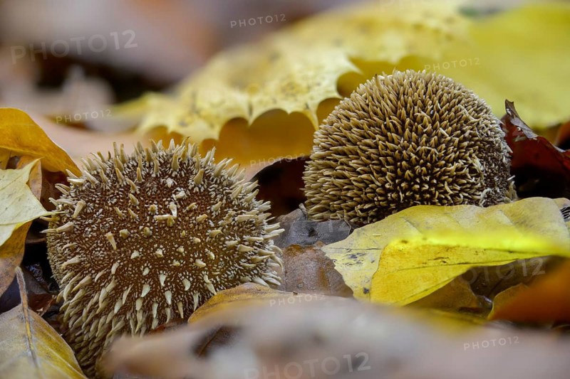 Hedgehog bovist, hedgehog dust, lycoperdon echinatum, dust, fungi, fungus, mushrooms, spiny puffball, spring puffball
