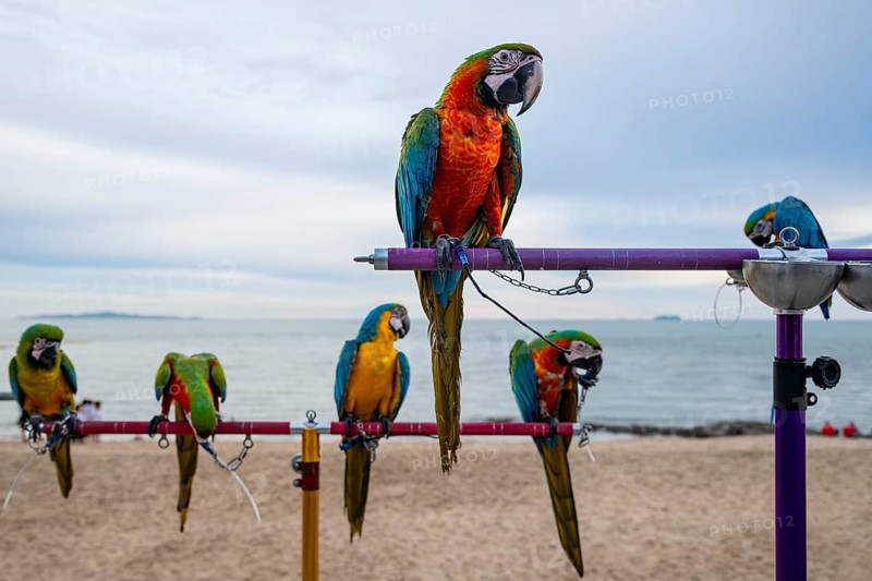 Catalina Ara (Catalina Macaw) parrot, Jomtien, Thailand