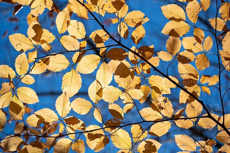Beech leaves in autumn against a blue sky, Upper Bavaria, Bavaria, Germany