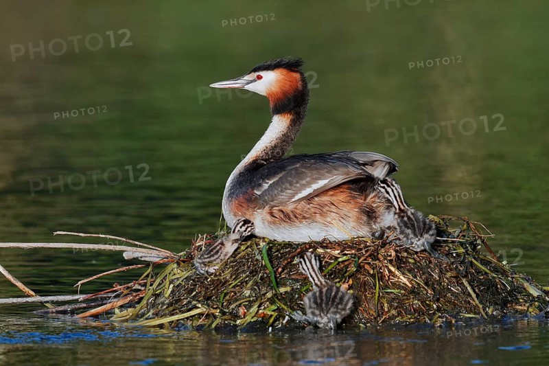 Great Crested Grebe (Podiceps scalloped ribbonfish) with chicks on the nest, North Rhine-Westphalia, Germany