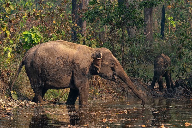 Elephant at watering hole, Asian elephant, Elephas maximus, Bardia National Park, jungle, jungle, Nepal