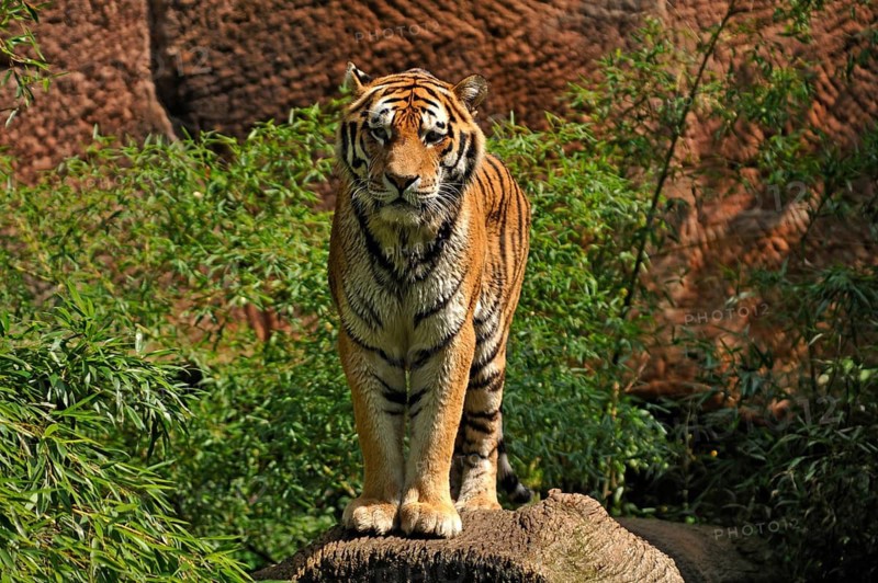 A Siberian tiger (Panthera tigris altaica) with wet fur on a tree trunk, Nuremberg Zoo, Am Tiergarten 30, Nuremberg, Middle Franconia, Bavaria, Germany