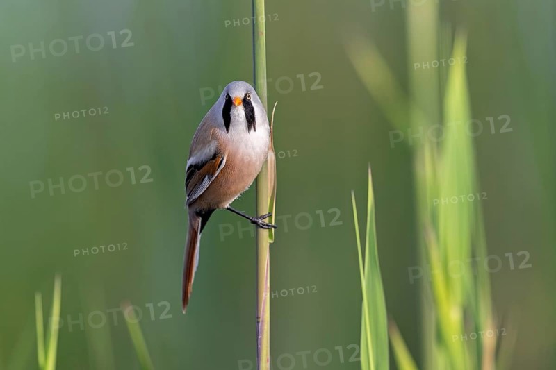 Bearded reedling, bearded tit (Panurus biarmicus) adult male in reedbed perched on reed stem at wetland in spring