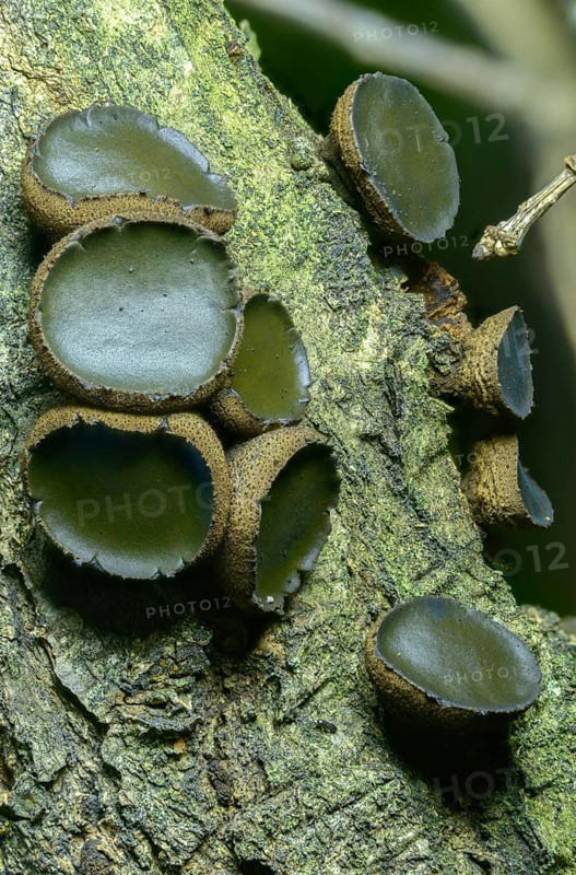 Black stud fungus, blood lava cup, Bulgaria inquinans, sequential decomposer, common dirt cup, lava cup, reddish dirt cup, dirt cup, fungi, fungus, high size, portrait format, mushrooms