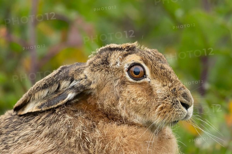 European brown hare (Lepus europaeus) adult animal head portrait, England, United Kingdom