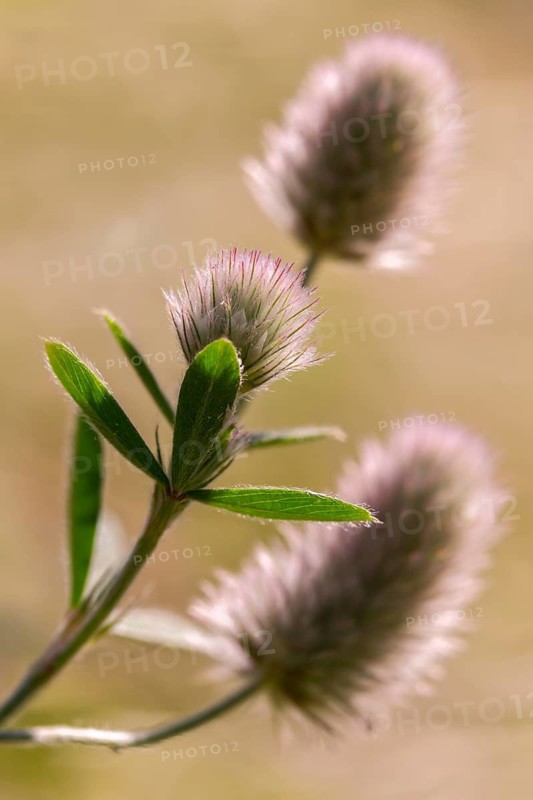 Fabaceae, hare clover, butterflies, trifolium arvense, flora, high size, vertical format, plants