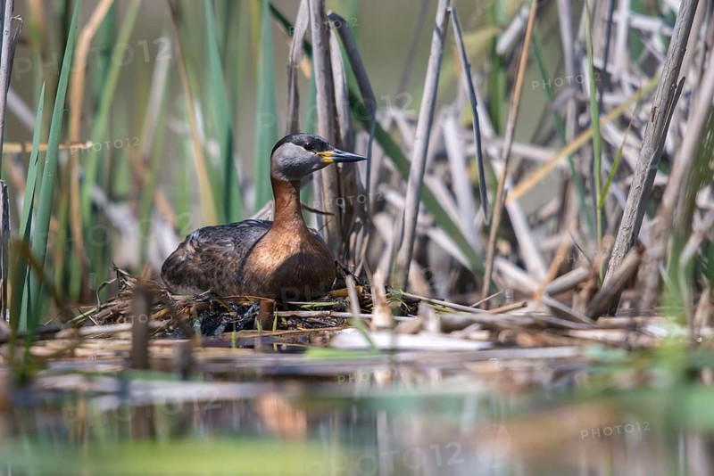 Brandenburg, Germany, Nabu, Nabu project, national natural heritage, Grünhaus natural paradise, podiceps grisegena, red-necked grebe, red-necked grebe, post-mining landscape, birds, brood, grebe, green house, grebe, nest, podicipedidae, divers, birds, waterbirds, waterbirds, waterbirds