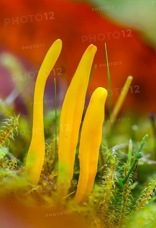 Clavulinopsis helvola, yellow moss leg, golden yellow meadow leg, golden yellow meadow coral, Ramariopsis helvola, meadow leg, yellow club fungus, yellow spindle, fungi, fungus, high size, vertical format, mushrooms