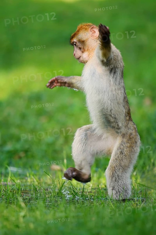 Barbary macaque or magot (Macaca sylvanus), a young monkey running upright across a meadow, in captivity, found in Morocco, Algeria and Gibraltar