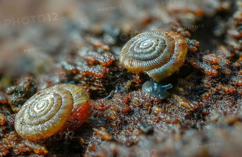 Discus rotundatus, spotted discus snail, spotted snail, spotted snail, spotted bowl snail, gastropod, mollusca, rotund disc, snails, molluscs